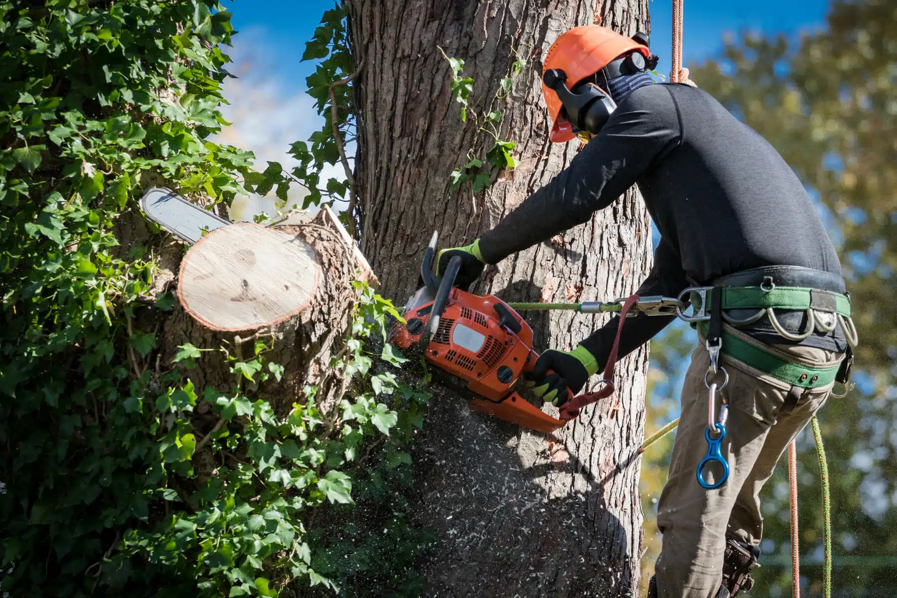 PA-Professional-Tree-Care-FEatured-2