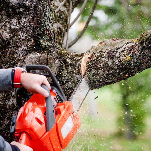 img_0006_tree trimming